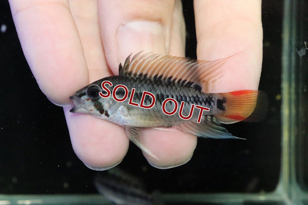 画像2: 【30%OFF対象商品30周年セール 淡水魚】【淡水魚】【通販】No2 アピストグラマ D28 ビエジタ F-1【１ペア 個体販売】(アピストグラマ)(生体)(熱帯魚)NKAP (2)