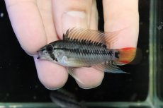 画像2: 【淡水魚】【通販】No2 アピストグラマ D28 ビエジタ F-1【１ペア 個体販売】(アピストグラマ)(生体)(熱帯魚)NKAP (2)