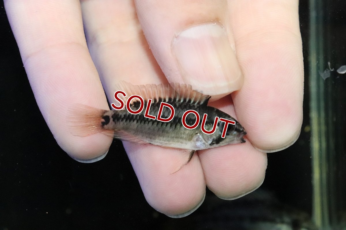 画像3: 【30%OFF対象商品30周年セール 淡水魚】【淡水魚】【通販】No2 アピストグラマ D28 ビエジタ F-1【１ペア 個体販売】(アピストグラマ)(生体)(熱帯魚)NKAP (3)