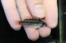 画像3: 【淡水魚】【通販】No2 アピストグラマ D28 ビエジタ F-1【１ペア 個体販売】(アピストグラマ)(生体)(熱帯魚)NKAP (3)