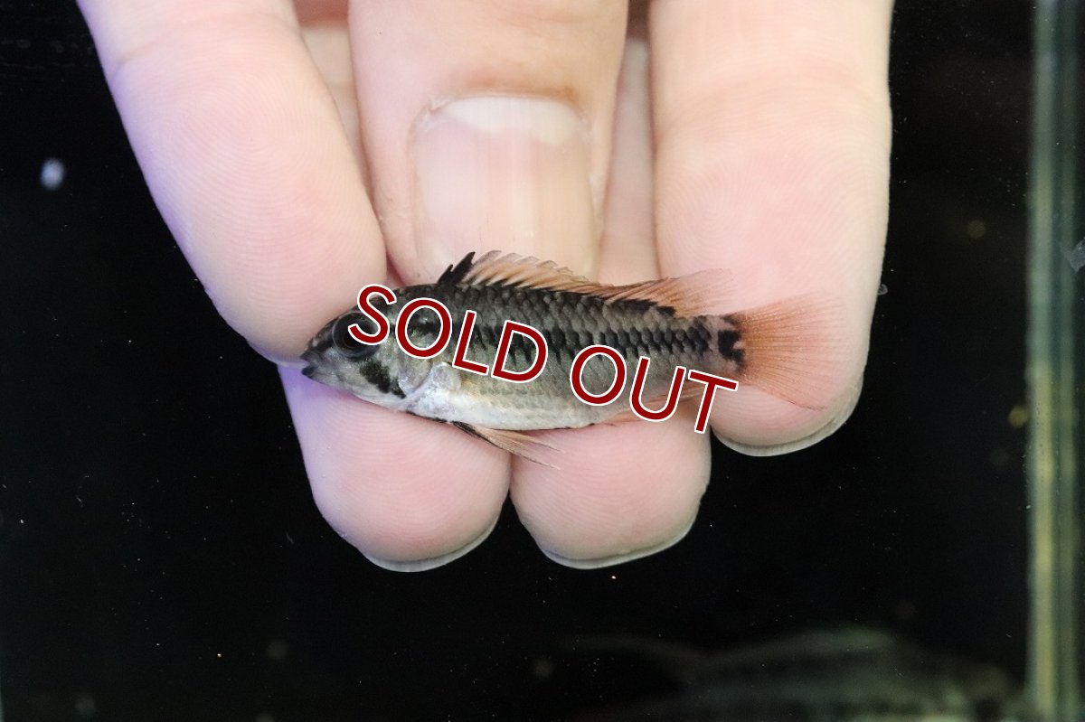 画像4: 【30%OFF対象商品30周年セール 淡水魚】【淡水魚】【通販】No2 アピストグラマ D28 ビエジタ F-1【１ペア 個体販売】(アピストグラマ)(生体)(熱帯魚)NKAP (4)