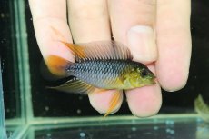 画像1: 【淡水魚】【通販】No1 F-1 アピストグラマ ボレリー パンタナール産【１ペア 個体販売】(アピストグラマ)(生体)(熱帯魚)NKAP (1)