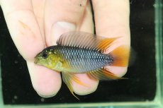 画像2: 【淡水魚】【通販】No1 F-1 アピストグラマ ボレリー パンタナール産【１ペア 個体販売】(アピストグラマ)(生体)(熱帯魚)NKAP (2)