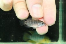画像3: 【淡水魚】【通販】No1 F-1 アピストグラマ ボレリー パンタナール産【１ペア 個体販売】(アピストグラマ)(生体)(熱帯魚)NKAP (3)
