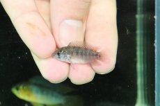 画像4: 【淡水魚】【通販】No1 F-1 アピストグラマ ボレリー パンタナール産【１ペア 個体販売】(アピストグラマ)(生体)(熱帯魚)NKAP (4)