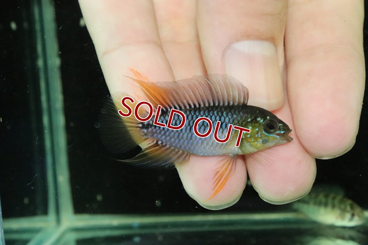 画像1: 【淡水魚】【通販】No2 F-1 アピストグラマ ボレリー パンタナール産【１ペア 個体販売】(アピストグラマ)(生体)(熱帯魚)NKAP (1)