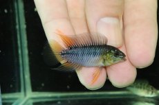 画像1: 【淡水魚】【通販】No2 F-1 アピストグラマ ボレリー パンタナール産【１ペア 個体販売】(アピストグラマ)(生体)(熱帯魚)NKAP (1)