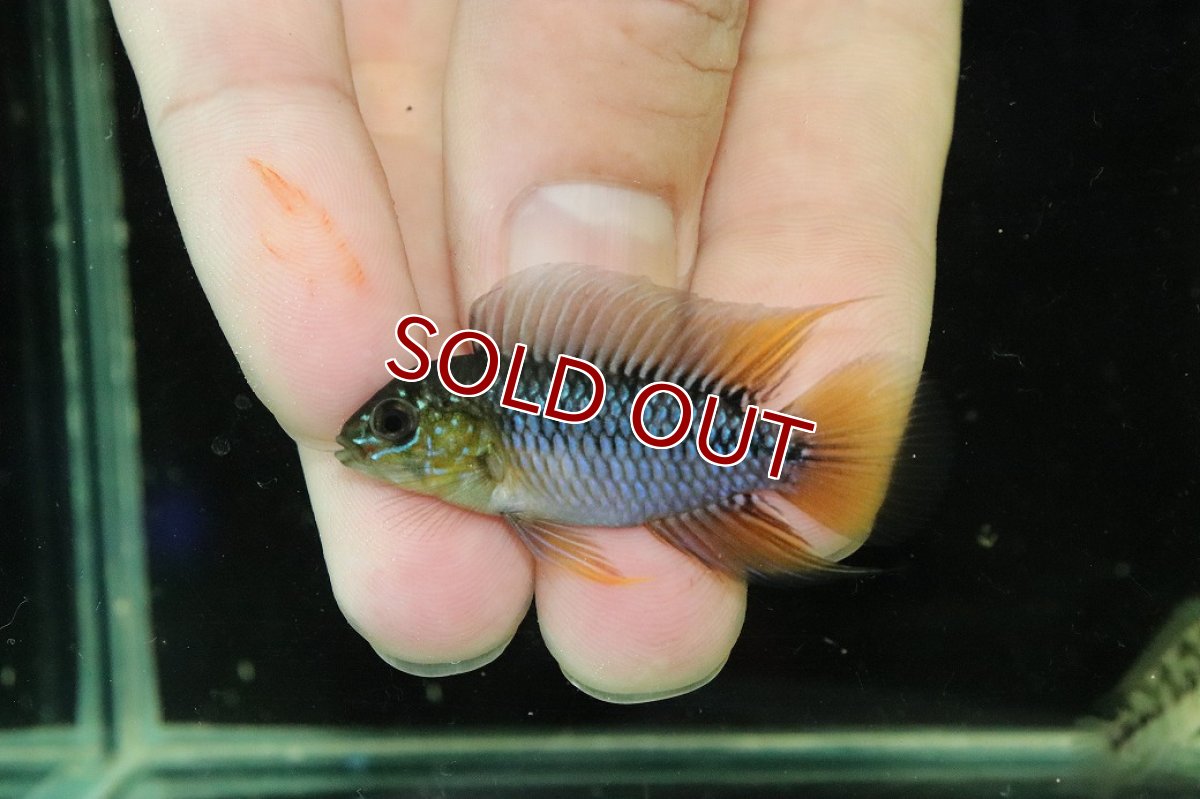 画像2: 【淡水魚】【通販】No2 F-1 アピストグラマ ボレリー パンタナール産【１ペア 個体販売】(アピストグラマ)(生体)(熱帯魚)NKAP (2)