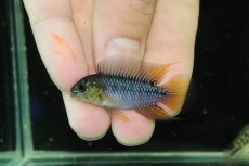 画像2: 【淡水魚】【通販】No2 F-1 アピストグラマ ボレリー パンタナール産【１ペア 個体販売】(アピストグラマ)(生体)(熱帯魚)NKAP (2)
