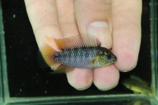 画像1: 【淡水魚】【通販】No3 F-1 アピストグラマ ボレリー パンタナール産【１ペア 個体販売】(アピストグラマ)(生体)(熱帯魚)NKAP (1)