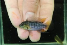 画像2: 【淡水魚】【通販】No3 F-1 アピストグラマ ボレリー パンタナール産【１ペア 個体販売】(アピストグラマ)(生体)(熱帯魚)NKAP (2)