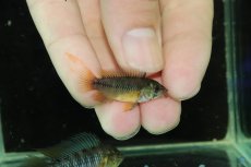 画像3: 【淡水魚】【通販】No3 F-1 アピストグラマ ボレリー パンタナール産【１ペア 個体販売】(アピストグラマ)(生体)(熱帯魚)NKAP (3)