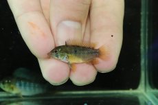 画像4: 【淡水魚】【通販】No3 F-1 アピストグラマ ボレリー パンタナール産【１ペア 個体販売】(アピストグラマ)(生体)(熱帯魚)NKAP (4)