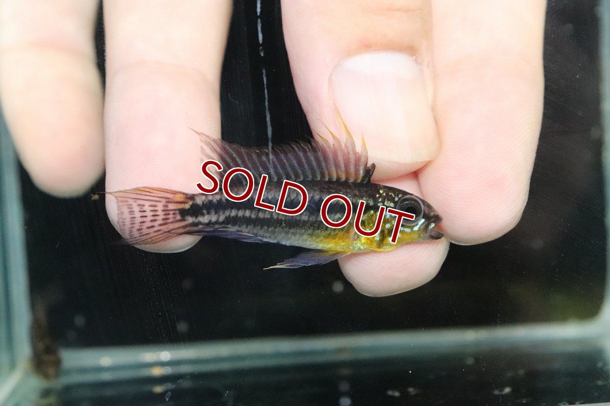 画像1: 【淡水魚】【通販】EUブリード 色揚がり抜群 アピストグラマ ビタエニアータ【１ペア 個体販売】(アピストグラマ)(生体)(熱帯魚)NKAP (1)