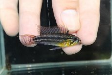 画像1: 【淡水魚】【通販】EUブリード 色揚がり抜群 アピストグラマ ビタエニアータ【１ペア 個体販売】(アピストグラマ)(生体)(熱帯魚)NKAP (1)