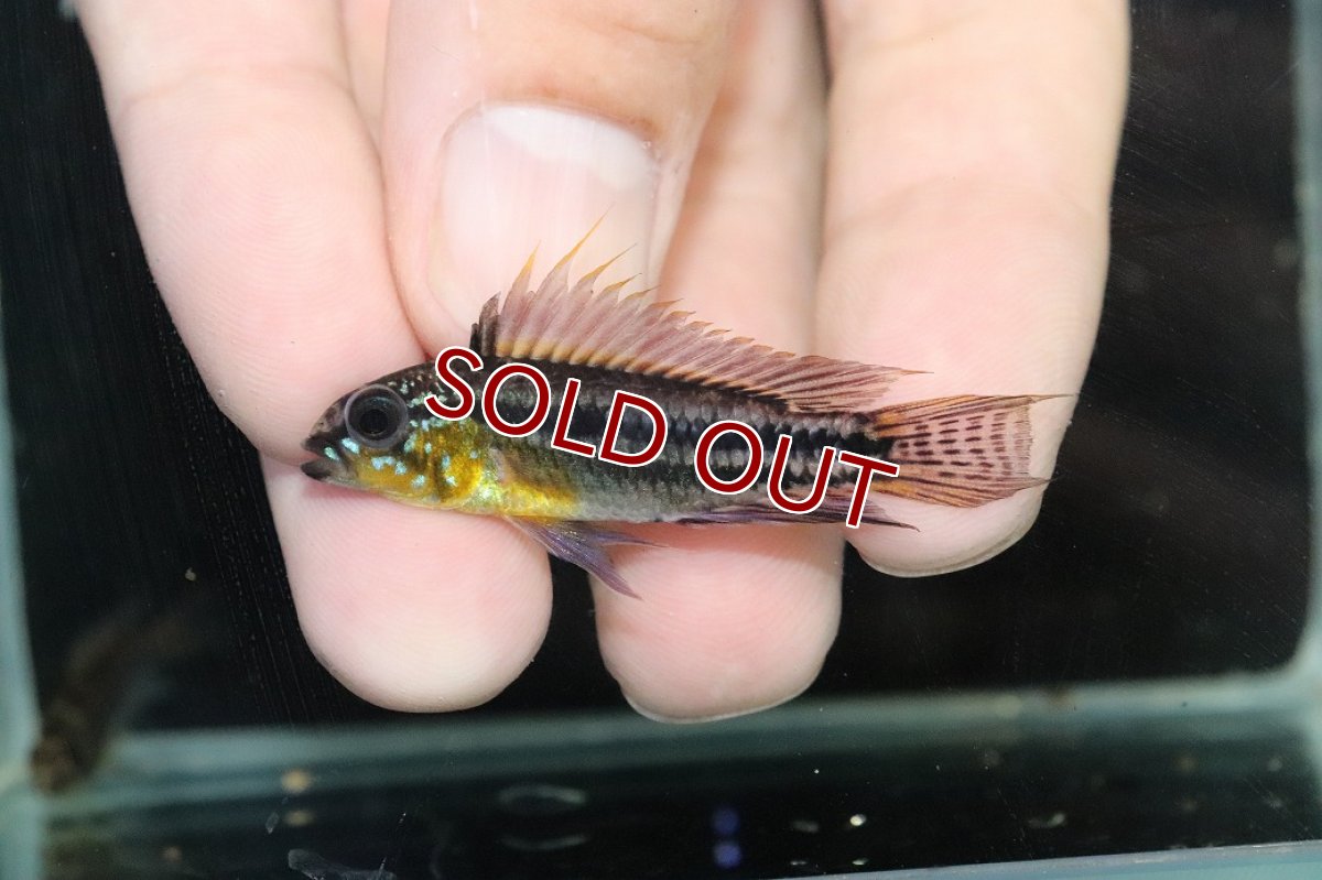 画像2: 【淡水魚】【通販】EUブリード 色揚がり抜群 アピストグラマ ビタエニアータ【１ペア 個体販売】(アピストグラマ)(生体)(熱帯魚)NKAP (2)