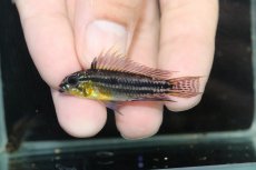 画像2: 【淡水魚】【通販】EUブリード 色揚がり抜群 アピストグラマ ビタエニアータ【１ペア 個体販売】(アピストグラマ)(生体)(熱帯魚)NKAP (2)