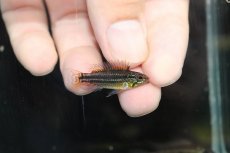画像3: 【淡水魚】【通販】EUブリード 色揚がり抜群 アピストグラマ ビタエニアータ【１ペア 個体販売】(アピストグラマ)(生体)(熱帯魚)NKAP (3)