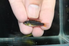画像4: 【淡水魚】【通販】EUブリード 色揚がり抜群 アピストグラマ ビタエニアータ【１ペア 個体販売】(アピストグラマ)(生体)(熱帯魚)NKAP (4)