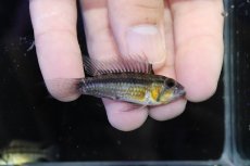 画像1: 【淡水魚】【通販】激レア No2 アピストグラマ カカトイデス タパチンガ産 ワイルド【1ペア 個体販売】（アピストグラマ）（生体）（熱帯魚）NKAP (1)