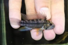 画像1: 【淡水魚】【通販】上物 No2 アピストグラマ カカトイデス イタヤ産 ワイルド【1ペア 個体販売】（アピストグラマ）（生体）（熱帯魚）NKAP (1)