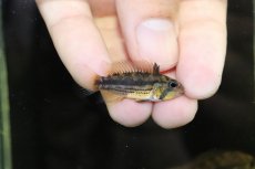 画像3: 【淡水魚】【通販】上物 No2 アピストグラマ カカトイデス イタヤ産 ワイルド【1ペア 個体販売】（アピストグラマ）（生体）（熱帯魚）NKAP (3)