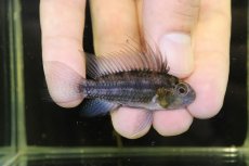 画像1: 【淡水魚】【通販】上物 No3 アピストグラマ カカトイデス イタヤ産 ワイルド【1ペア 個体販売】（アピストグラマ）（生体）（熱帯魚）NKAP (1)