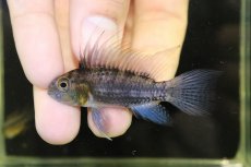 画像2: 【淡水魚】【通販】上物 No3 アピストグラマ カカトイデス イタヤ産 ワイルド【1ペア 個体販売】（アピストグラマ）（生体）（熱帯魚）NKAP (2)