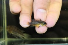 画像3: 【淡水魚】【通販】上物 No3 アピストグラマ カカトイデス イタヤ産 ワイルド【1ペア 個体販売】（アピストグラマ）（生体）（熱帯魚）NKAP (3)