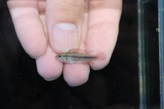 画像4: 【淡水魚】【通販】激安 No1 アピストグラマ アガシジィ パウザウ産【1ペア 個体販売】（アピストグラマ）（生体）（熱帯魚）NKAP (4)