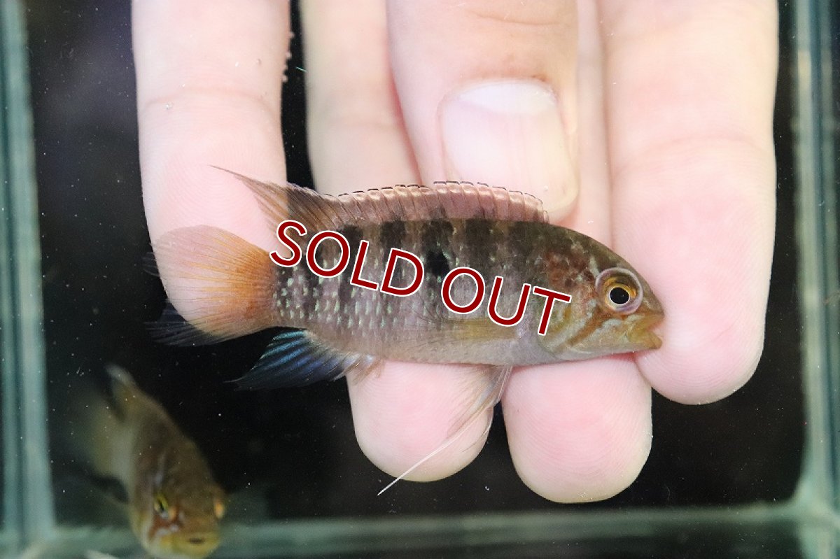 画像1: 【淡水魚】【通販】大特価 No1 イバナカラ アドケタ サンガブリエル産 ワイルド【1ペア 個体販売】（アピストグラマ）（生体）（熱帯魚）NKAP (1)