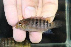 画像2: 【淡水魚】【通販】大特価 No1 イバナカラ アドケタ サンガブリエル産 ワイルド【1ペア 個体販売】（アピストグラマ）（生体）（熱帯魚）NKAP (2)