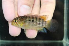 画像4: 【淡水魚】【通販】大特価 No1 イバナカラ アドケタ サンガブリエル産 ワイルド【1ペア 個体販売】（アピストグラマ）（生体）（熱帯魚）NKAP (4)