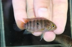 画像1: 【淡水魚】【通販】大特価 No2 イバナカラ アドケタ サンガブリエル産 ワイルド【1ペア 個体販売】（アピストグラマ）（生体）（熱帯魚）NKAP (1)