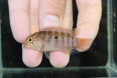 画像4: 【淡水魚】【通販】大特価 No2 イバナカラ アドケタ サンガブリエル産 ワイルド【1ペア 個体販売】（アピストグラマ）（生体）（熱帯魚）NKAP (4)