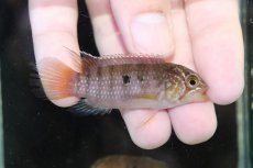 画像1: 【淡水魚】【通販】大特価 No3 イバナカラ アドケタ サンガブリエル産 ワイルド【1ペア 個体販売】（アピストグラマ）（生体）（熱帯魚）NKAP (1)