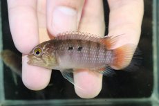 画像2: 【淡水魚】【通販】大特価 No3 イバナカラ アドケタ サンガブリエル産 ワイルド【1ペア 個体販売】（アピストグラマ）（生体）（熱帯魚）NKAP (2)