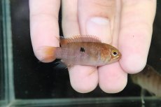 画像3: 【淡水魚】【通販】大特価 No3 イバナカラ アドケタ サンガブリエル産 ワイルド【1ペア 個体販売】（アピストグラマ）（生体）（熱帯魚）NKAP (3)