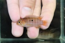 画像4: 【淡水魚】【通販】大特価 No3 イバナカラ アドケタ サンガブリエル産 ワイルド【1ペア 個体販売】（アピストグラマ）（生体）（熱帯魚）NKAP (4)