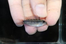 画像1: 【淡水魚】【通販】激安 No2 アピストグラマ ディアマンテ(エレムノピゲ) イタヤ産 ワイルド【1ペア 個体販売】（生体）（熱帯魚）NKAP (1)