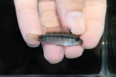 画像1: 【淡水魚】【通販】激安 No3 アピストグラマ ディアマンテ(エレムノピゲ) イタヤ産 ワイルド【1ペア 個体販売】（生体）（熱帯魚）NKAP (1)