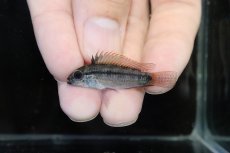 画像2: 【淡水魚】【通販】激安 No3 アピストグラマ ディアマンテ(エレムノピゲ) イタヤ産 ワイルド【1ペア 個体販売】（生体）（熱帯魚）NKAP (2)