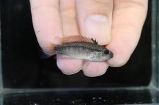 画像3: 【淡水魚】【通販】激安 No3 アピストグラマ ディアマンテ(エレムノピゲ) イタヤ産 ワイルド【1ペア 個体販売】（生体）（熱帯魚）NKAP (3)