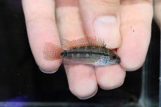 画像1: 【淡水魚】【通販】激安 No4 アピストグラマ ディアマンテ(エレムノピゲ) イタヤ産 ワイルド【1ペア 個体販売】（生体）（熱帯魚）NKAP (1)