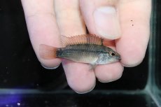 画像3: 【淡水魚】【通販】激安 No4 アピストグラマ ディアマンテ(エレムノピゲ) イタヤ産 ワイルド【1ペア 個体販売】（生体）（熱帯魚）NKAP (3)