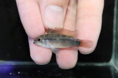 画像4: 【淡水魚】【通販】激安 No4 アピストグラマ ディアマンテ(エレムノピゲ) イタヤ産 ワイルド【1ペア 個体販売】（生体）（熱帯魚）NKAP (4)