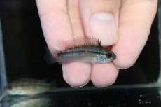 画像1: 【淡水魚】【通販】激安 No5 アピストグラマ ディアマンテ(エレムノピゲ) イタヤ産 ワイルド【1ペア 個体販売】（生体）（熱帯魚）NKAP (1)