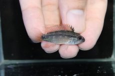 画像3: 【淡水魚】【通販】激安 No5 アピストグラマ ディアマンテ(エレムノピゲ) イタヤ産 ワイルド【1ペア 個体販売】（生体）（熱帯魚）NKAP (3)