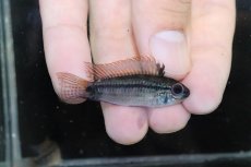 画像1: 【淡水魚】【通販】激安 No1 アピストグラマ ディアマンテ(エレムノピゲ) イタヤ産 ワイルド【1匹ペア 個体販売】（生体）（熱帯魚）NKAP (1)