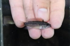 画像3: 【淡水魚】【通販】激安 No1 アピストグラマ ディアマンテ(エレムノピゲ) イタヤ産 ワイルド【1匹ペア 個体販売】（生体）（熱帯魚）NKAP (3)